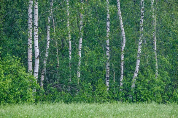 Mur Abstrait Tronc Arbre Près Champ Ouvert Limite Forêt — Photo