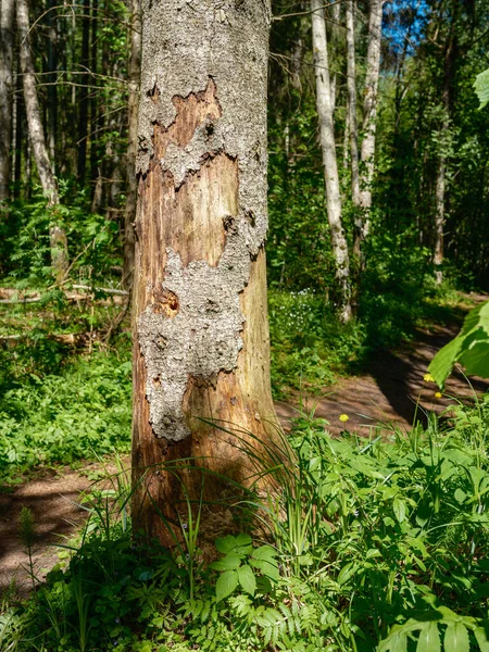 Eski ağaç gövdesi havada kurumuş kökleri olan vahşi ormanda tepiniyor.