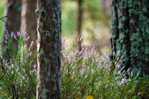 Vřes Kvetoucí Letním Lese Velká Pole Lese — Stock fotografie