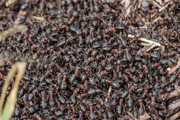Manada Hormigas Rojas Bosque Calentándose Entre —  Fotos de Stock