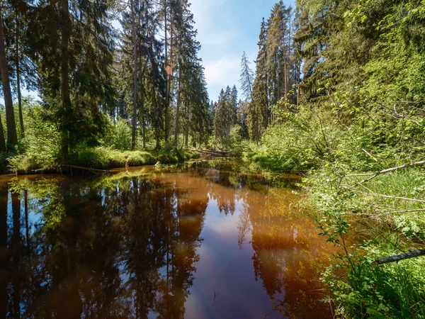 Спокійний Лісовий Димовий Лікер Невеликим Водоспадом Природних Порід Вода Тече — стокове фото