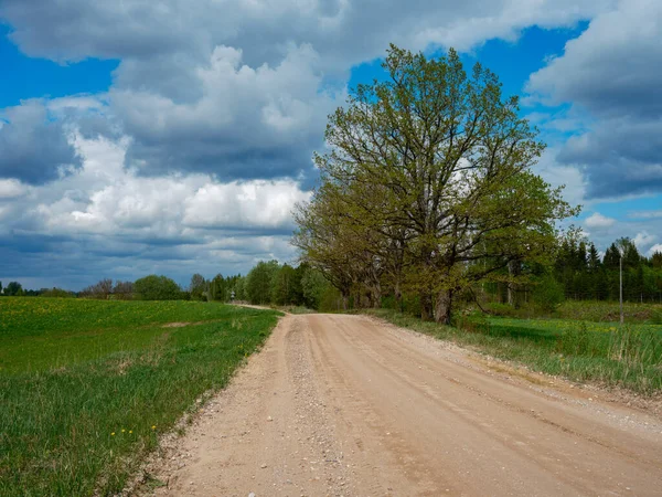 Carretera Grava Polvorienta Verano Verde Bosque Húmedo Fresco Perspectiva Por — Foto de Stock