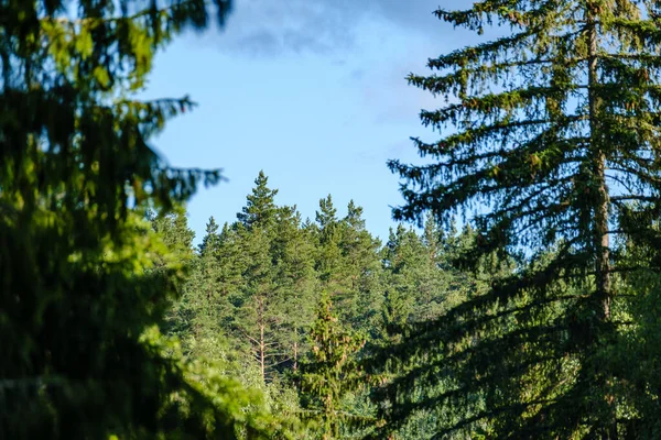 Bulanık arkaplan ve desenlerle mavi gökyüzüne karşı soyut ağaç dalları