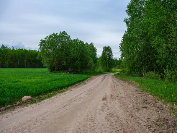 Dammiga Grusväg Sommar Grön Färsk Våt Skog Framtida Perspektiv — Stockfoto