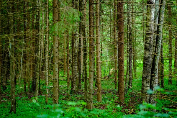 Mur Abstrait Tronc Arbre Près Champ Ouvert Limite Forêt — Photo