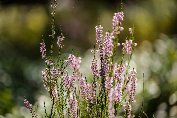 Brezo Floreciendo Bosque Verano Campos Grandes Bosques — Foto de Stock