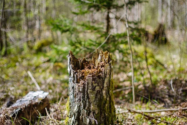 Oude Gevallen Boomstam Stampen Het Wild Bos Met Droge Wortels — Stockfoto