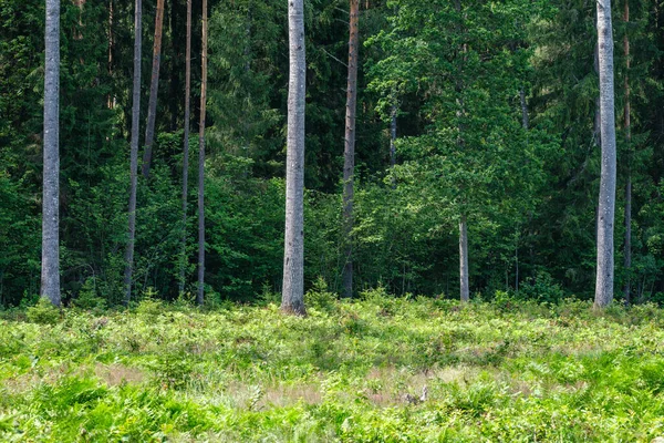 Mur Abstrait Tronc Arbre Près Champ Ouvert Limite Forêt — Photo