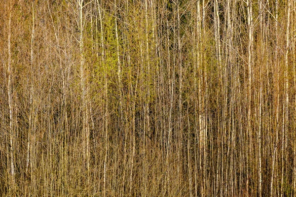 Abstrakte Baumstammmauer Der Nähe Des Offenen Feldes Und Der Waldgrenze — Stockfoto