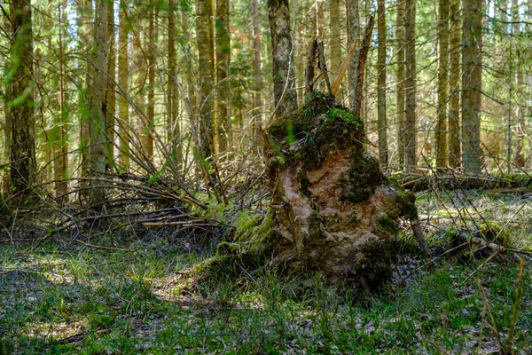 老树的树干在野林里被砍倒 枯干的根在空气中 — 图库照片