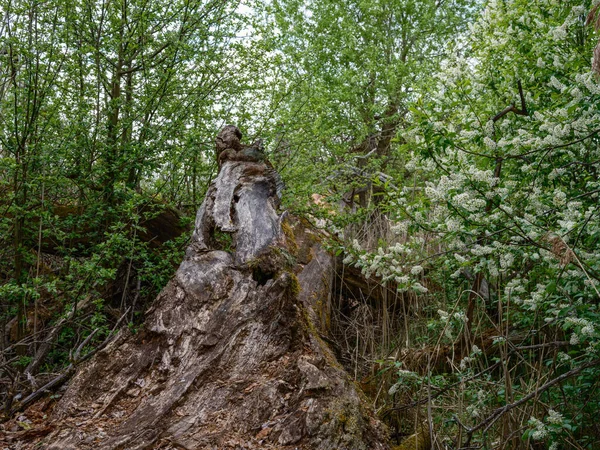 Eski ağaç gövdesi havada kurumuş kökleri olan vahşi ormanda tepiniyor.