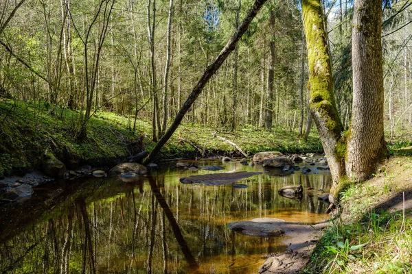 Sakin orman smal lriver doğal kayalardan küçük şelale ile. Kayaların ve ağaçların arasında akan sular,