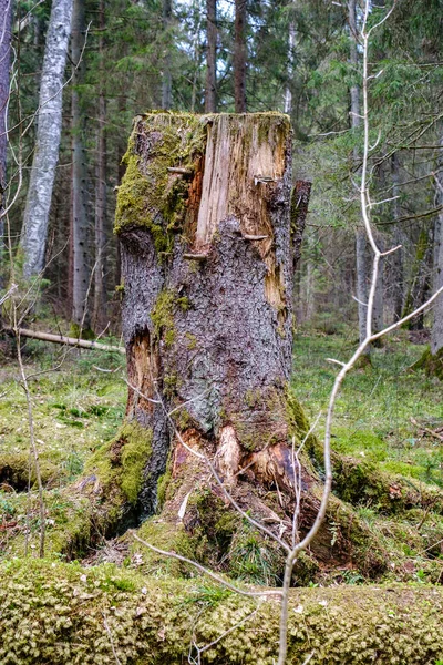 Старый Упавший Ствол Дерева Топчет Диком Лесу Сухими Корнями Воздухе — стоковое фото