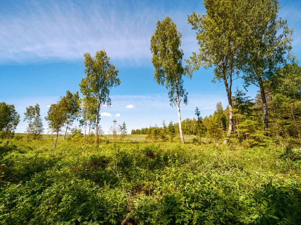 Sommerliche Felder Und Wälder Mit Blauem Himmel Darüber Einfache Landschaft — Stockfoto