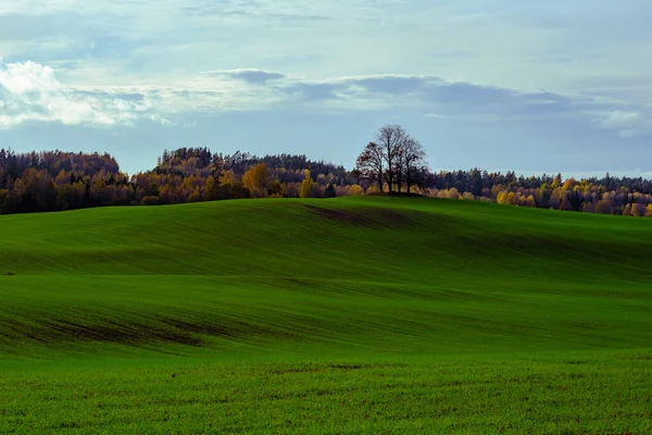 Yazlık kırsal alanlar ve üzerinde mavi gökyüzü olan ormanlar. Basit manzara