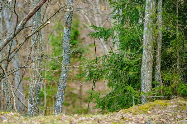 Détails Forêt Fin Printemps Avec Troncs Branches Arbres Tombés Pays — Photo