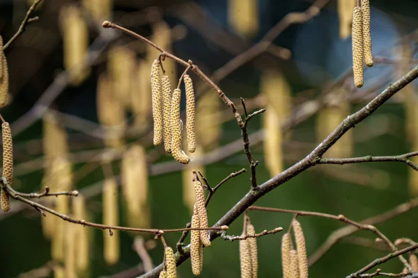 Árboles Primavera Sin Hojas Día Brumoso Paisaje Rural — Foto de Stock