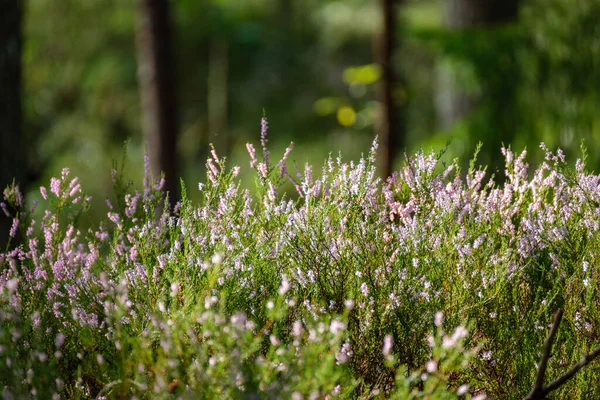 Bruyère Fleurissant Dans Forêt Été Grands Champs Dans Les Bois — Photo