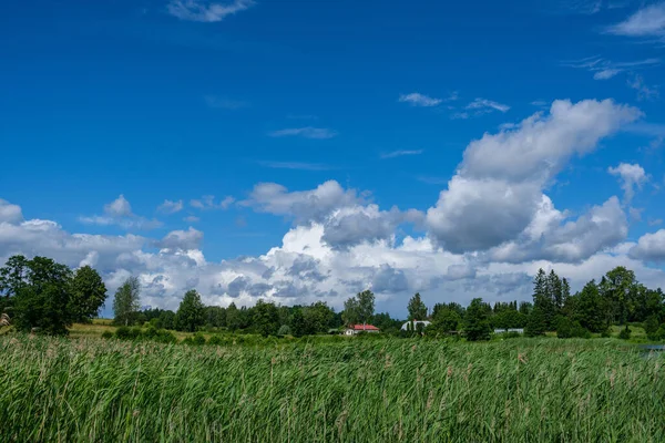 夏の田園地帯と青空の森 シンプルな風景 — ストック写真
