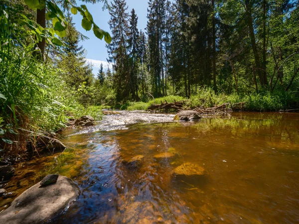 Спокійний Лісовий Димовий Лікер Невеликим Водоспадом Природних Порід Вода Тече — стокове фото