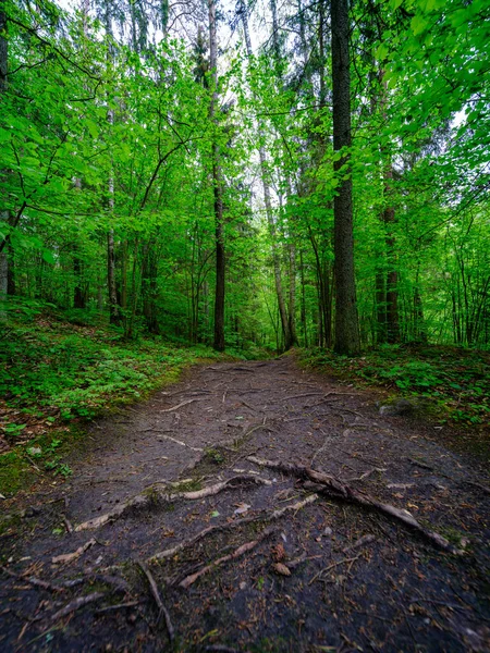 Route Gravier Poussiéreux Été Vert Forêt Humide Fraîche Perspective Venir — Photo