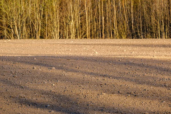 Abstrakte Baumstammmauer Der Nähe Des Offenen Feldes Und Der Waldgrenze — Stockfoto