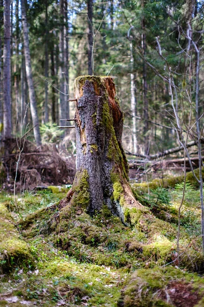 Eski Ağaç Gövdesi Havada Kurumuş Kökleri Olan Vahşi Ormanda Tepiniyor — Stok fotoğraf