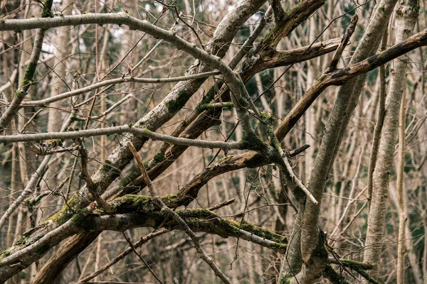 Viejo Tronco Árbol Caído Pisar Bosque Salvaje Con Raíces Secas — Foto de Stock