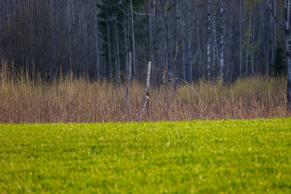 Abstract Tree Trunk Wall Open Field Forest Borderline — Stock Photo, Image