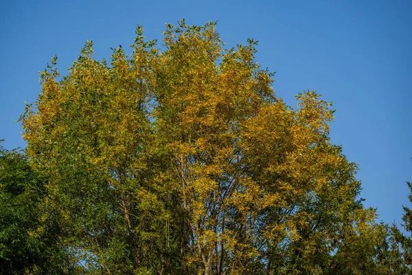 Bulanık Arkaplan Desenlerle Mavi Gökyüzüne Karşı Soyut Ağaç Dalları — Stok fotoğraf