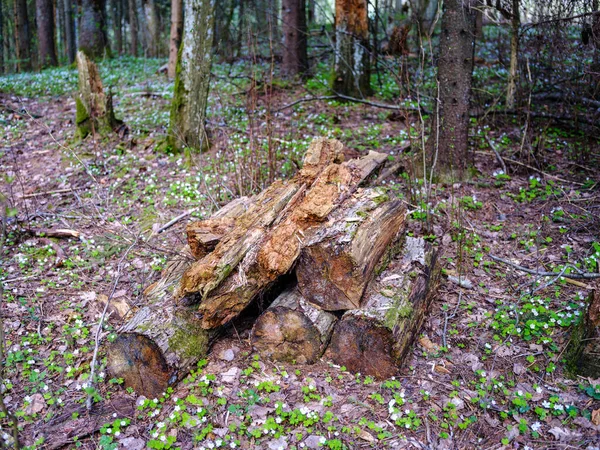Старий Падіння Дерев Яний Тулуб Дикому Лісі Сухими Коренями Повітрі — стокове фото