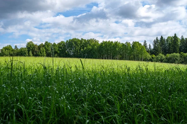 Letnie Pola Wiejskie Lasy Blu Sky Powyżej Prosty Krajobraz — Zdjęcie stockowe