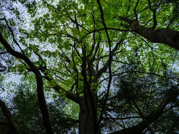 背景や模様がぼやけている青い空に対する抽象的な木の枝 — ストック写真
