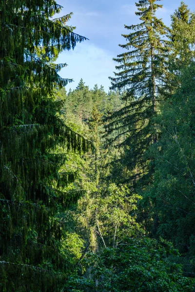 Bulanık arkaplan ve desenlerle mavi gökyüzüne karşı soyut ağaç dalları