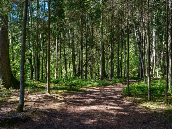 Dammiga Grusväg Sommar Grön Färsk Våt Skog Framtida Perspektiv — Stockfoto