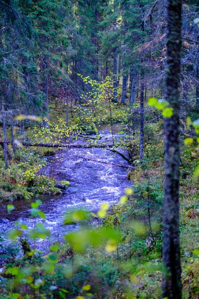Sakin orman smal lriver doğal kayalardan küçük şelale ile. Kayaların ve ağaçların arasında akan sular,