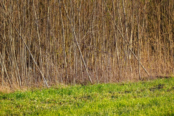 Mur Abstrait Tronc Arbre Près Champ Ouvert Limite Forêt — Photo