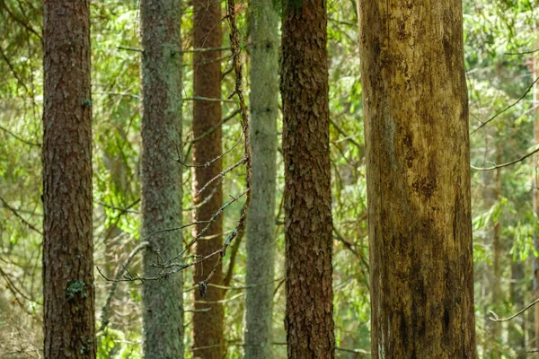 Açık arazinin yanındaki ağaç gövdesi duvarı ve ormanın sınırında.