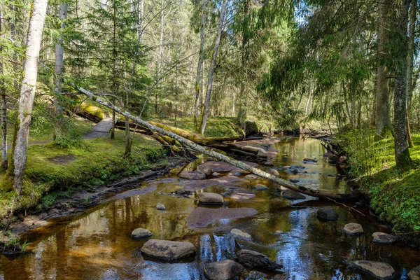 Sakin orman smal lriver doğal kayalardan küçük şelale ile. Kayaların ve ağaçların arasında akan sular,