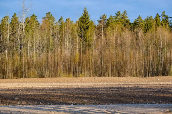 Açık arazinin yanındaki ağaç gövdesi duvarı ve ormanın sınırında.
