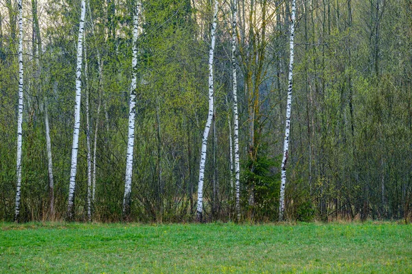 Abstrakte Baumstammmauer Der Nähe Des Offenen Feldes Und Der Waldgrenze — Stockfoto