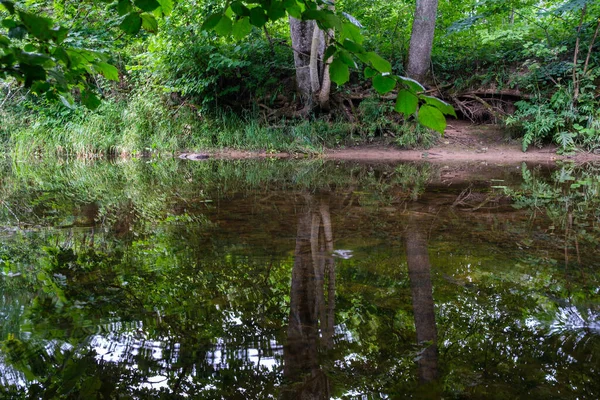 Sakin orman smal lriver doğal kayalardan küçük şelale ile. Kayaların ve ağaçların arasında akan sular,