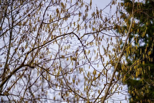 Final Primavera Floresta Detalhes Com Troncos Árvores Caídas Galhos País — Fotografia de Stock