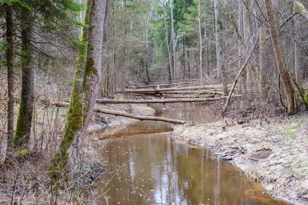 Klidný Les Smal Lriver Malým Vodopádem Přírodních Skal Voda Tekoucí — Stock fotografie