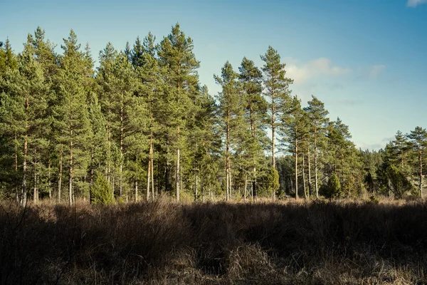 Yazlık kırsal alanlar ve üzerinde mavi gökyüzü olan ormanlar. Basit manzara