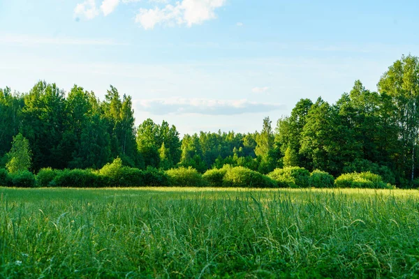 夏の田舎では葉と青い空を持つ木の枝 — ストック写真