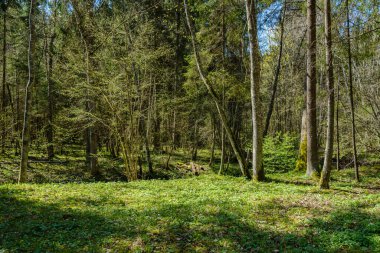 kaotik bahar ormanları dağınık ağaç gövdeleri ve yapraklarla doludur. Soyut doğa dokuları