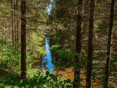 Yazın yüksek çim ve yapraklarla dolu kırsal orman nehri. Taşlı koyu kahverengi su akıntısı.