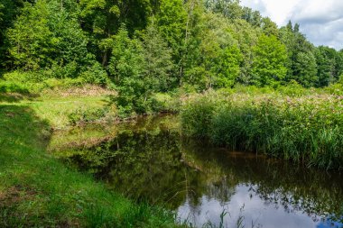 Yazın yüksek çim ve yapraklarla dolu kırsal orman nehri. Taşlı koyu kahverengi su akıntısı.
