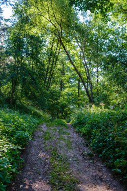 Ormanda dar turist yürüyüş parkurları. Doğa maceraları için vahşi doğaya giden patika.